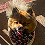 Riki is registered to the contest to win money with this photo: animal, bandana, bones, carpet, cute, dog, fluffy, fur, happy, indoor, paw_prints, pet, pomeranian, portrait, shadow, small_dog, smiling, standing, sunlight, tongue_out