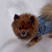 Riki is registered to the contest to win money with this photo: animal, canine, cold, curious, cute, denim_jacket, dog, fluffy, fur, nature, outdoor, pet, pomeranian, portrait, small_dog, snow, snowflakes, walking, winter, winter_clothing
