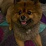 dog, pomeranian, pet, fluffy, indoor, carpet, tongue_out, happy, cute, animal, small_dog, brown_fur, black_nose, ears, eyes, face, front_legs, sitting, companion, domestic