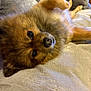 dog, pomeranian, pet, fluffy, lying_down, blanket, indoors, cozy, soft_texture, brown_fur, cute, relaxed, animal, companion, portrait, close_up, bedroom, resting, furry, domestic
