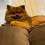 dog, pomeranian, fluffy, pet, indoor, couch, furniture, curtains, blinds, relaxed, lying_down, brown_fur, small_dog, companion, home, cozy, portrait, animal, cute, domestic