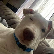 Milo is registered to the contest to win money with this photo: animal, blue_collar, canine, close_up, collar, companion, couch, curtains, cute, dog, domestic, face, friendly, furniture, indoor, pet, relaxed, white_dog, window, winking