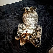 Hope joined the competition — help win amazing prizes! kitten, cat, tabby, pet, animal, cute, lying_down, black_blanket, paw, fur, whiskers, indoor, playful, young, small, eyes, face, upside_down, cozy, resting