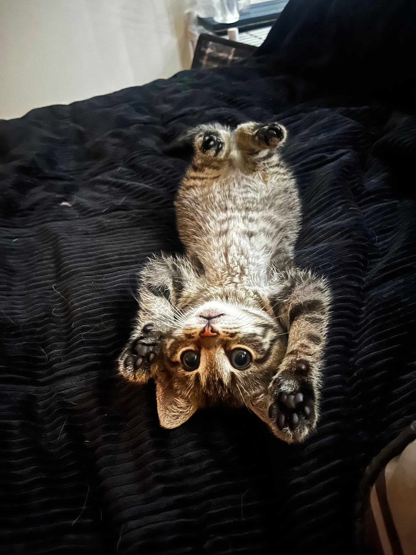 Hope joined the competition — help win amazing prizes! kitten, cat, tabby, pet, animal, cute, lying_down, black_blanket, paw, fur, whiskers, indoor, playful, young, small, eyes, face, upside_down, cozy, resting