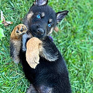 Charly joined the competition — help win amazing prizes! puppy, dog, grass, blue_eyes, playful, pet, animal, fur, cute, outdoor, young, lying_down, paw, ears, nature, adorable, canine, close_up, mammal, summer