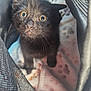 Raven is registered to the contest to win money with this photo: black_kitten, cat, pet, animal, cute, close_up, feline, yellow_eyes, curious, inside, mesh_carrier, blanket, paw_prints, soft_texture, young, domestic_cat, fur, whiskers, indoor, portrait