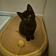 Raven is registered to the contest to win money with this photo: black_kitten, cat, pet, scratching_pad, toy, indoor, curious, small, feline, fur, head_tilt, floor, corner, cozy, playful, young, animal, cute, domestic, kitten
