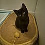 black_kitten, cat, pet, scratching_pad, toy, indoor, curious, small, feline, fur, head_tilt, floor, corner, cozy, playful, young, animal, cute, domestic, kitten
