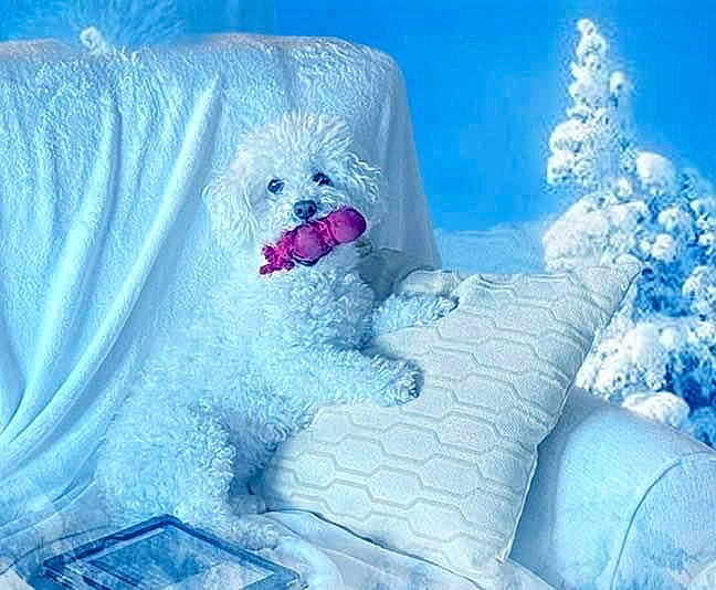 Pogo joined the competition — help win amazing prizes! arctic, bedding, electric_blue, freezing, frost, fur, ice_cap, linens, magenta, pattern, pillow, plush, polar_ice_cap, purple, sky, snow, stuffed_toy, textile, winter, wool