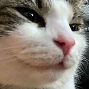 Pixie joined the competition — help win amazing prizes! cat, close_up, pet, animal, fur, whiskers, nose, indoor, person, neck, clothing, yellow, tabby, domestic_cat, collar, bell, face, feline, whisker, soft