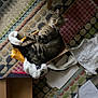 Bobba joined the competition — help win amazing prizes! cat, tabby, box, plush_toy, bunny, rug, patterned_rug, paper, scattered_paper, cardboard_box, indoor, pet, curious, animal, feline, cozy, relaxing, looking, home, floor