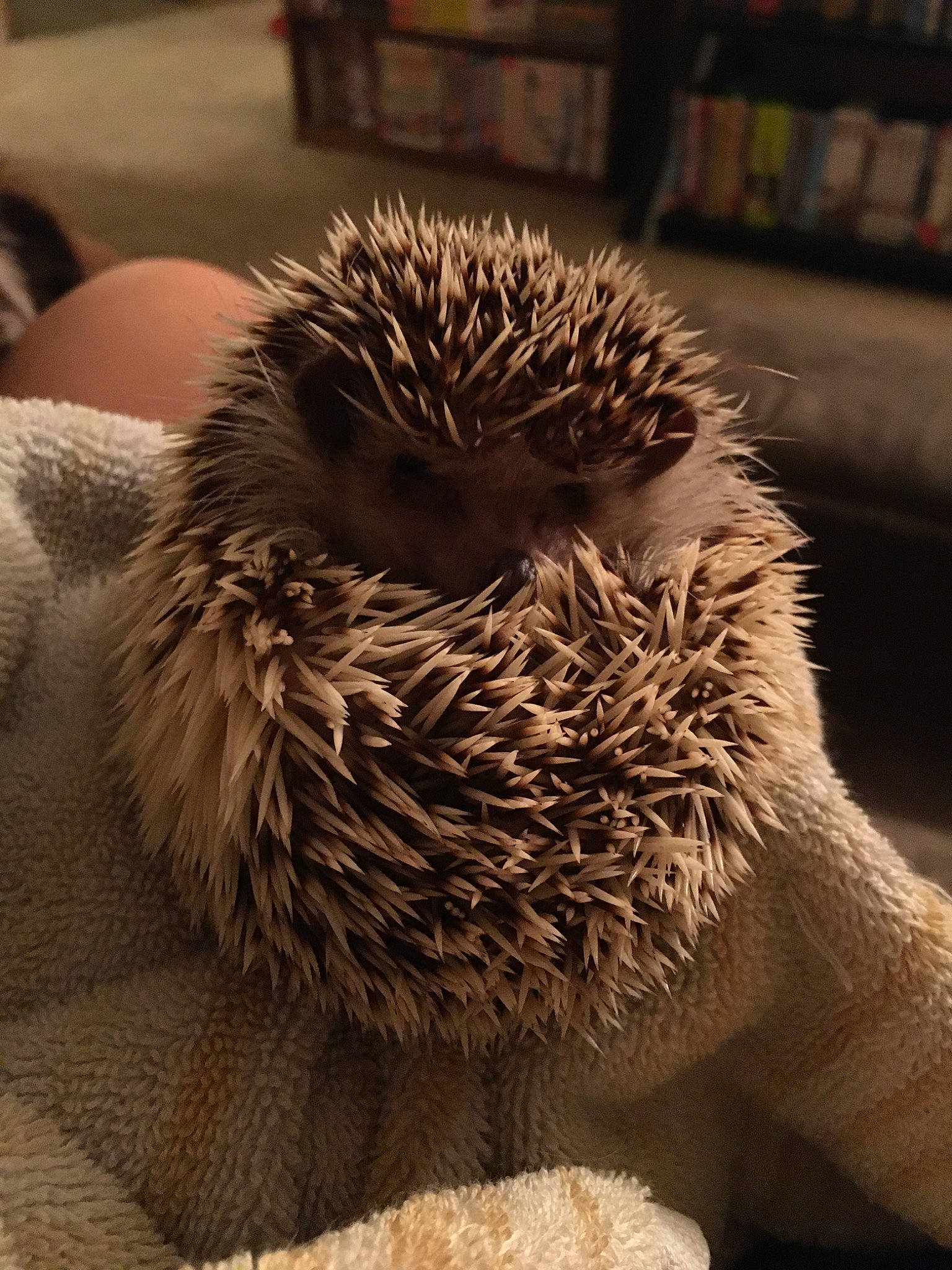 Link is registered to the contest to win money with this photo: domesticated_hedgehog, echidna, erinaceidae, fawn, hedgehog, new_world_porcupine, organism, porcupine, rodent, snout