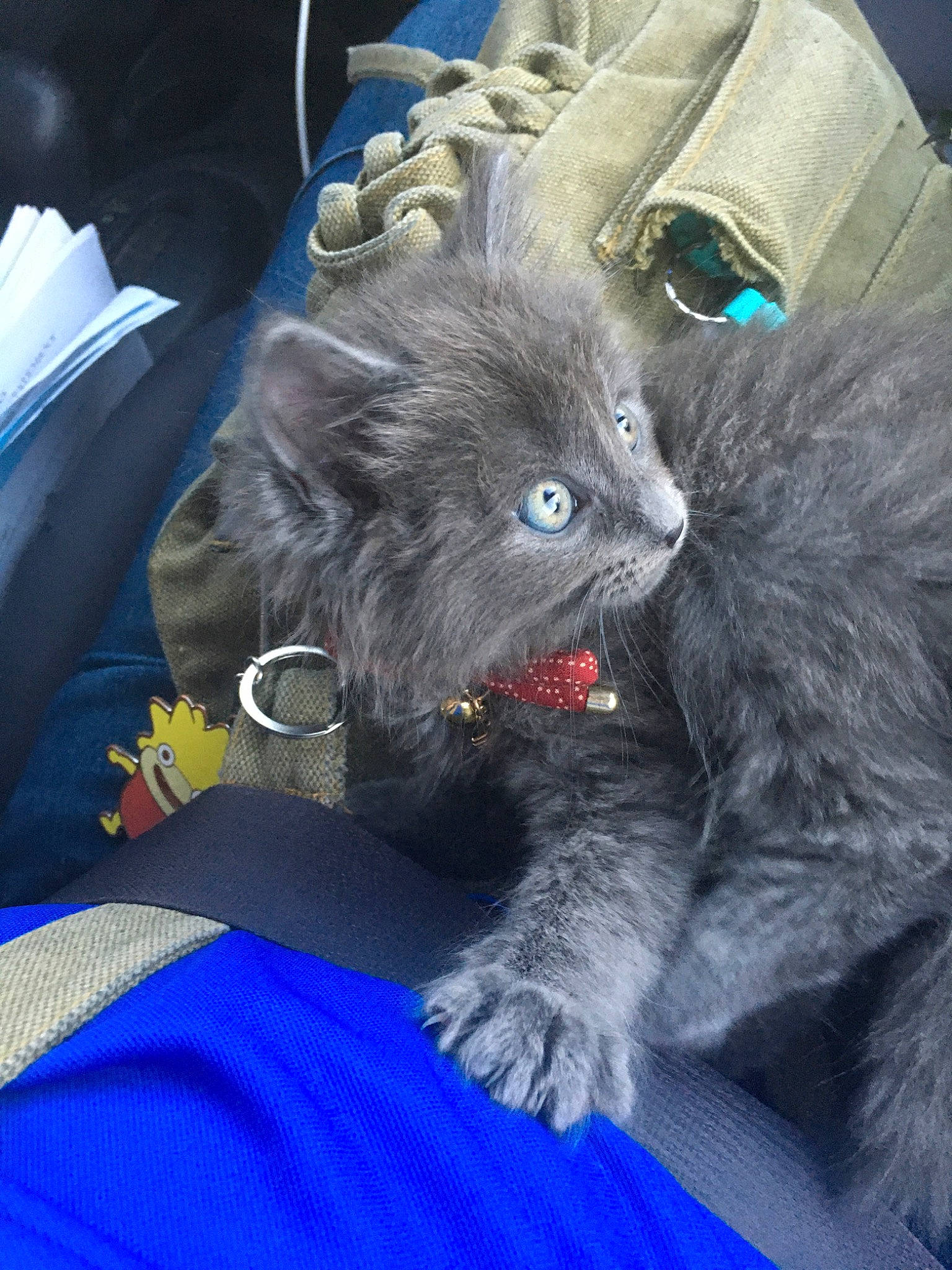 Hero is registered to the contest to win money with this photo: british_longhair, british_semi_longhair, carnivore, cat, chartreux, domestic_long_haired_cat, felidae, fur, kitten, korat, nebelung, norwegian_forest_cat, persian, russian_blue, small_to_medium_sized_cats, whiskers