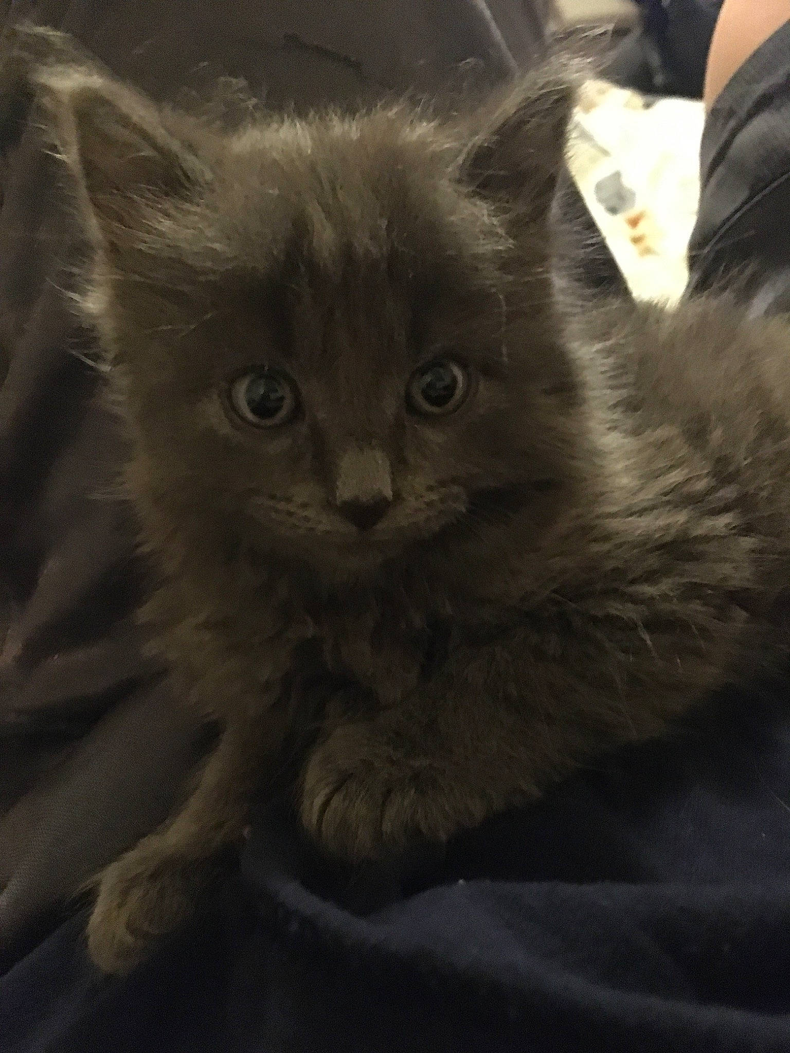 Hero is registered to the contest to win money with this photo: asian, asian_semi_longhair, british_longhair, british_semi_longhair, carnivore, cat, domestic_long_haired_cat, felidae, fur, kitten, maine_coon, mammal, nebelung, norwegian_forest_cat, persian, ragamuffin, siberian, small_to_medium_sized_cats, vertebrate, whiskers