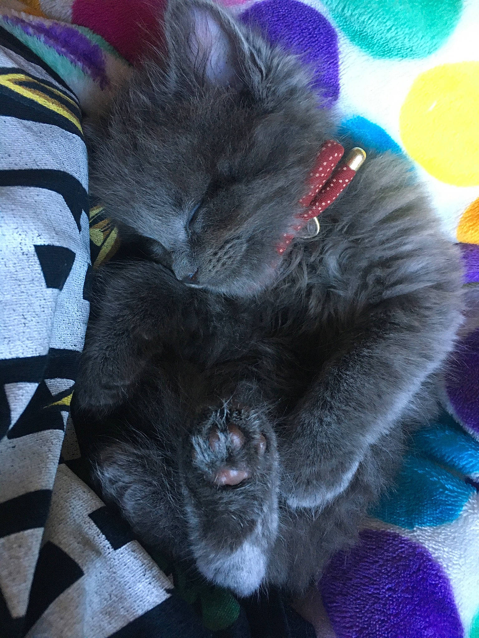 Hero joined the competition — help win amazing prizes! black_cat, carnivore, cat, felidae, fur, kitten, korat, nebelung, russian_blue, small_to_medium_sized_cats, whiskers