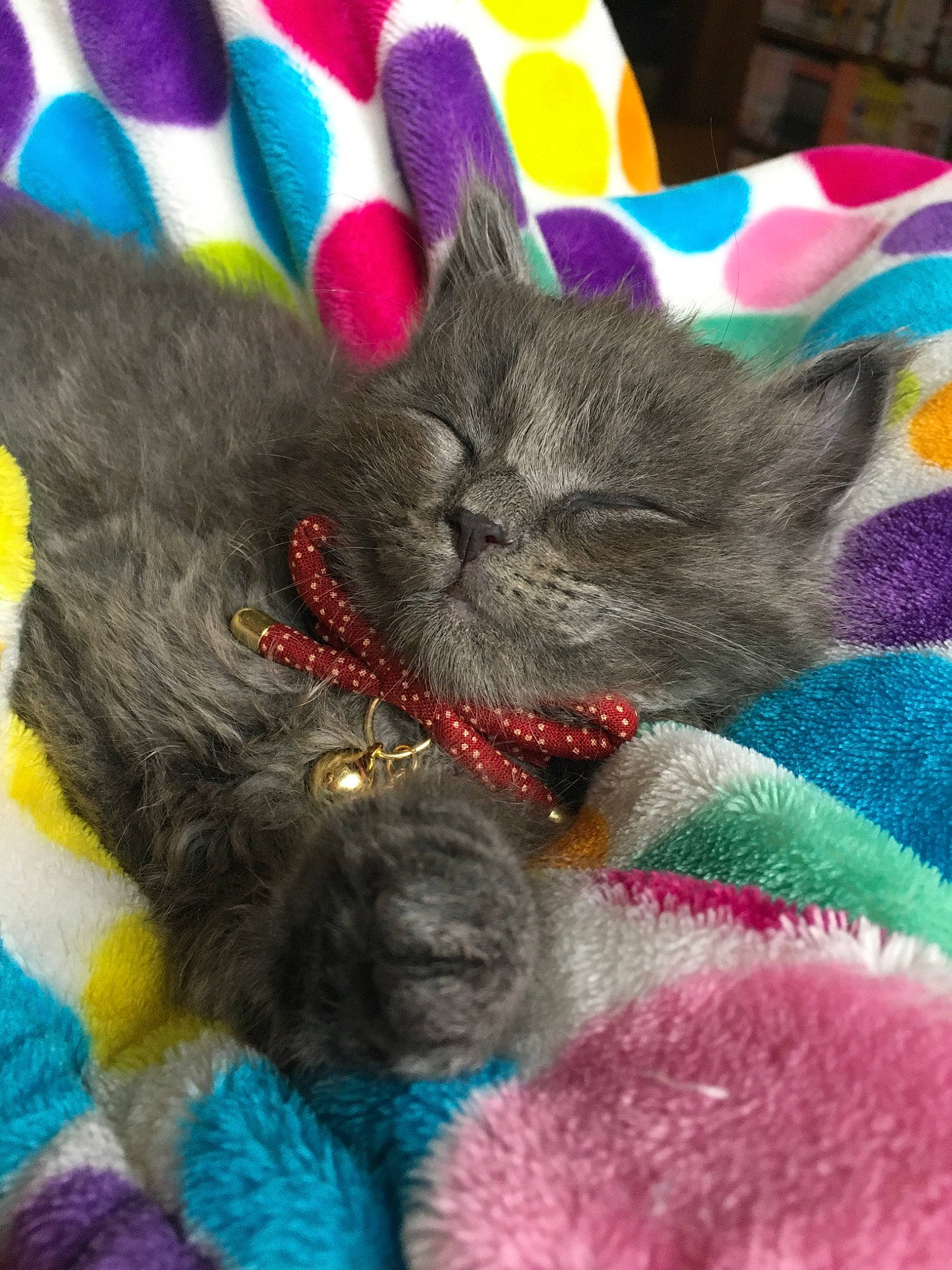 Hero joined the competition — help win amazing prizes! british_shorthair, carnivore, cat, chartreux, claw, domestic_short_haired_cat, felidae, fur, kitten, knitting, korat, russian_blue, small_to_medium_sized_cats, thread, whiskers, wool