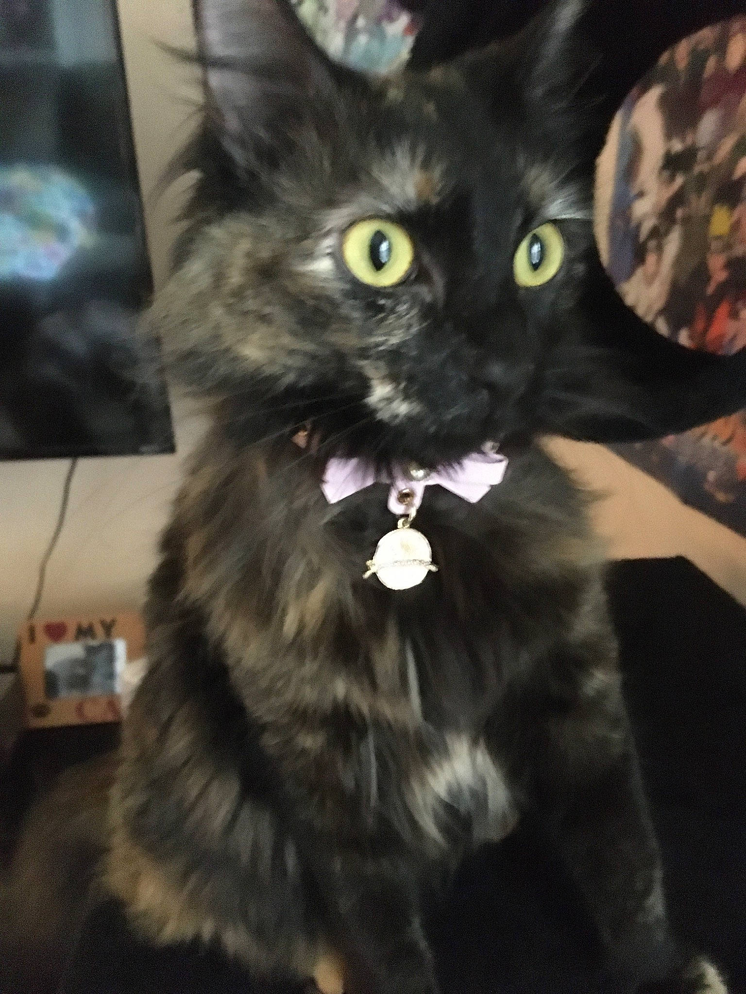 Chi joined the competition — help win amazing prizes! black_cat, carnivore, cat, domestic_long_haired_cat, domestic_short_haired_cat, ear, european_shorthair, eye, felidae, fur, iris, kitten, maine_coon, mammal, nebelung, norwegian_forest_cat, polydactyl_cat, small_to_medium_sized_cats, snout, whiskers