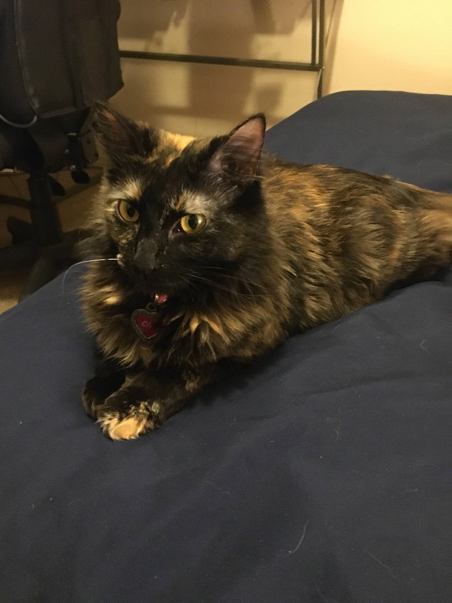 Chi joined the competition — help win amazing prizes! asian, carnivore, cat, domestic_long_haired_cat, domestic_short_haired_cat, ear, european_shorthair, eye, fawn, felidae, fur, maine_coon, mammal, norwegian_forest_cat, small_to_medium_sized_cats, snout, whiskers