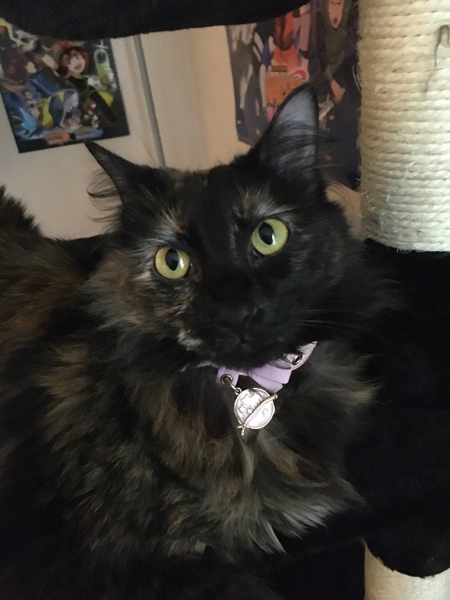 Chi is registered to the contest to win money with this photo: asian_semi_longhair, black, black_cat, bombay, carnivore, cat, domestic_long_haired_cat, domestic_short_haired_cat, eye, felidae, fur, iris, kitten, maine_coon, mammal, nebelung, norwegian_forest_cat, ragamuffin, small_to_medium_sized_cats, whiskers
