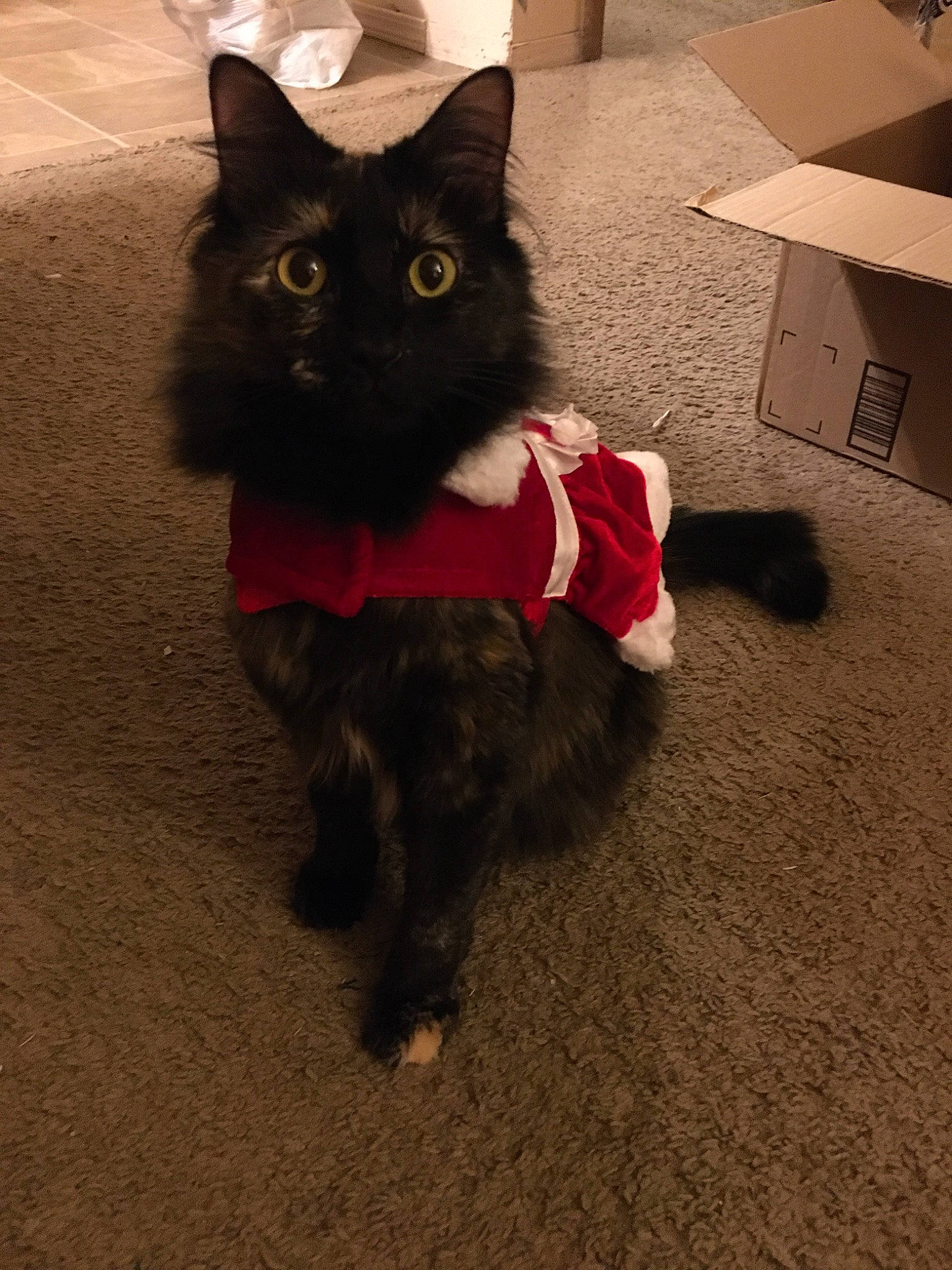 Chi is registered to the contest to win money with this photo: black, black_cat, carnivore, cat, domestic_long_haired_cat, domestic_short_haired_cat, fawn, felidae, fur, kitten, norwegian_forest_cat, small_to_medium_sized_cats, tail, whiskers