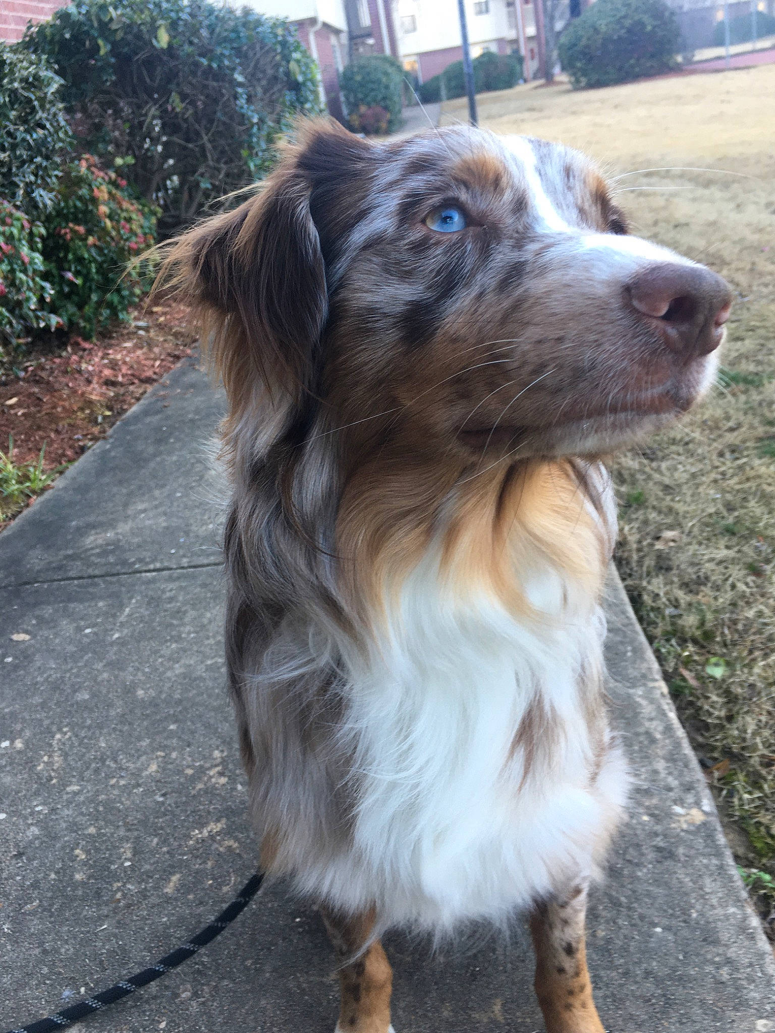 Atlas joined the competition — help win amazing prizes! australian_collie, australian_shepherd, border_collie, canidae, carnivore, companion_dog, dog, dog_breed, english_shepherd, fawn, mammal, miniature_australian_shepherd, rare_breed_dog, sporting_group, vertebrate, working_dog
