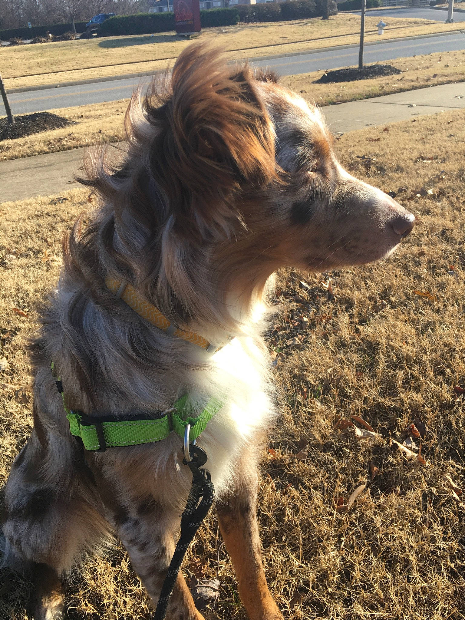 Atlas is registered to the contest to win money with this photo: canidae, carnivore, companion_dog, dog, dog_breed, english_setter, german_spaniel, mammal, setter, sporting_group