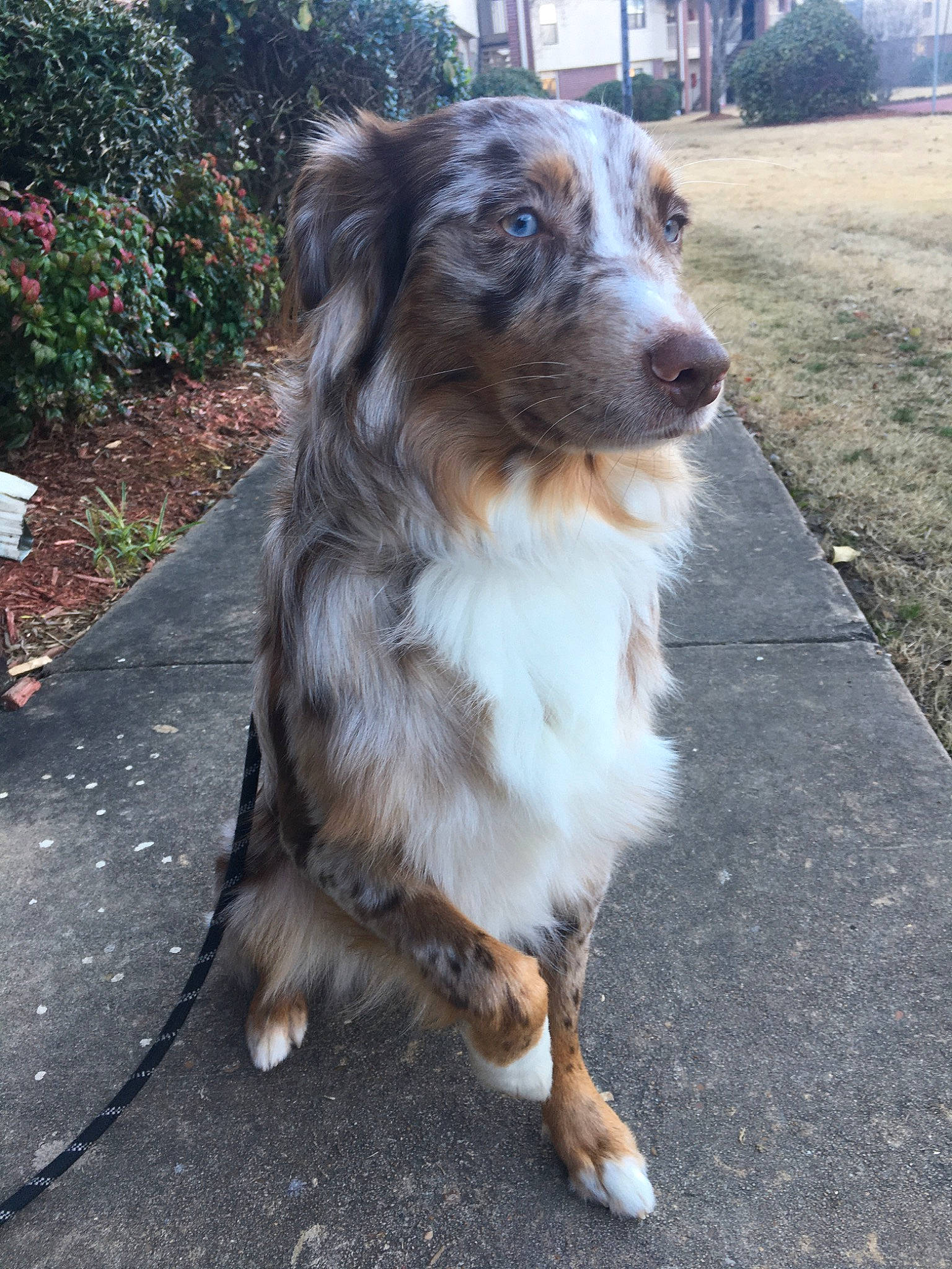 Atlas is registered to the contest to win money with this photo: australian_collie, australian_shepherd, basque_shepherd_dog, border_collie, canidae, carnivore, companion_dog, dog, dog_breed, english_shepherd, fawn, herding_dog, mammal, miniature_australian_shepherd, rare_breed_dog, small_greek_domestic_dog, sporting_group, vertebrate, working_dog