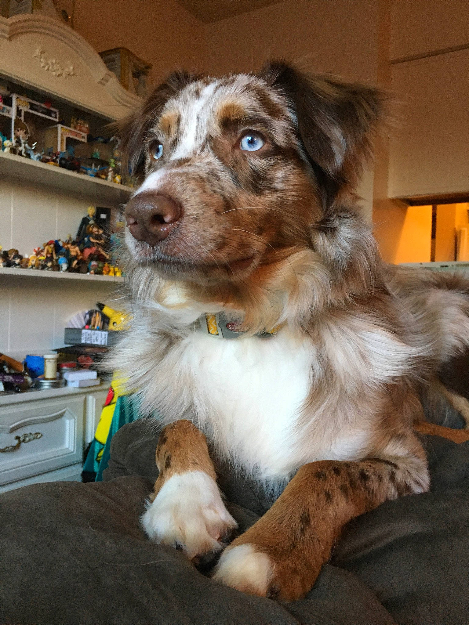 Atlas is registered to the contest to win money with this photo: australian_collie, australian_shepherd, canidae, carnivore, companion_dog, dog, dog_breed, mammal, miniature_australian_shepherd, rare_breed_dog, snout, sporting_group, vertebrate