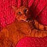 Mani Man joined the competition — help win amazing prizes! cat, orange_cat, tabby, pet, animal, feline, lying_down, relaxed, portrait, close_up, whiskers, ears, eyes, collar, tag, pink_blanket, red, indoors, cozy, photography