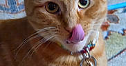 Mani Man joined the competition — help win amazing prizes! cat, orange_tabby, feline, pet, animal, close_up, portrait, whiskers, ears, eyes, nose_licking, collar, bell, fur, striped_fur, indoors, cozy, carpet, wicker_background, funny_expression