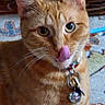 cat, orange_tabby, feline, pet, animal, close_up, portrait, whiskers, ears, eyes, nose_licking, collar, bell, fur, striped_fur, indoors, cozy, carpet, wicker_background, funny_expression