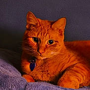 Mani Man is registered to the contest to win money with this photo: cat, orange_cat, tabby, pet, animal, feline, portrait, close_up, indoors, bed, blanket, cozy, lounging, sitting, collar, pendant, whiskers, green_eyes, fur, domestic_animal