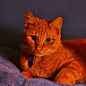 cat, orange_cat, tabby, pet, animal, feline, portrait, close_up, indoors, bed, blanket, cozy, lounging, sitting, collar, pendant, whiskers, green_eyes, fur, domestic_animal