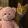Mani Man is registered to the contest to win money with this photo: cat, kitten, orange_cat, teddy_bear, plush_toy, pink, collar, blue_collar, pet_tag, animal, cute, portrait, indoors, curtains, soft_toy, sitting, closeup, whiskers, feline, cozy