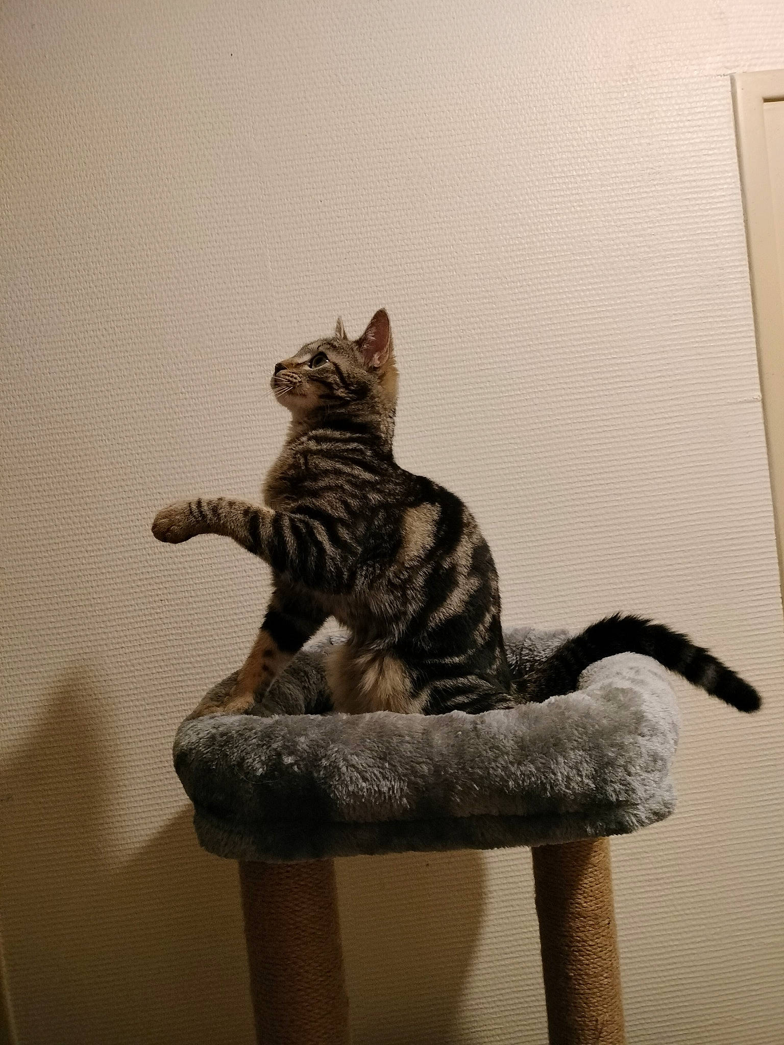 Twist a rejoint le concours — aidez-le/la à gagner de superbes lots ! art, carnivore, cat, domestic_short_haired_cat, eye, fawn, felidae, fur, grey, paw, plant, small_to_medium_sized_cats, snout, tail, terrestrial_animal, tree, whiskers, wildlife, window, wood