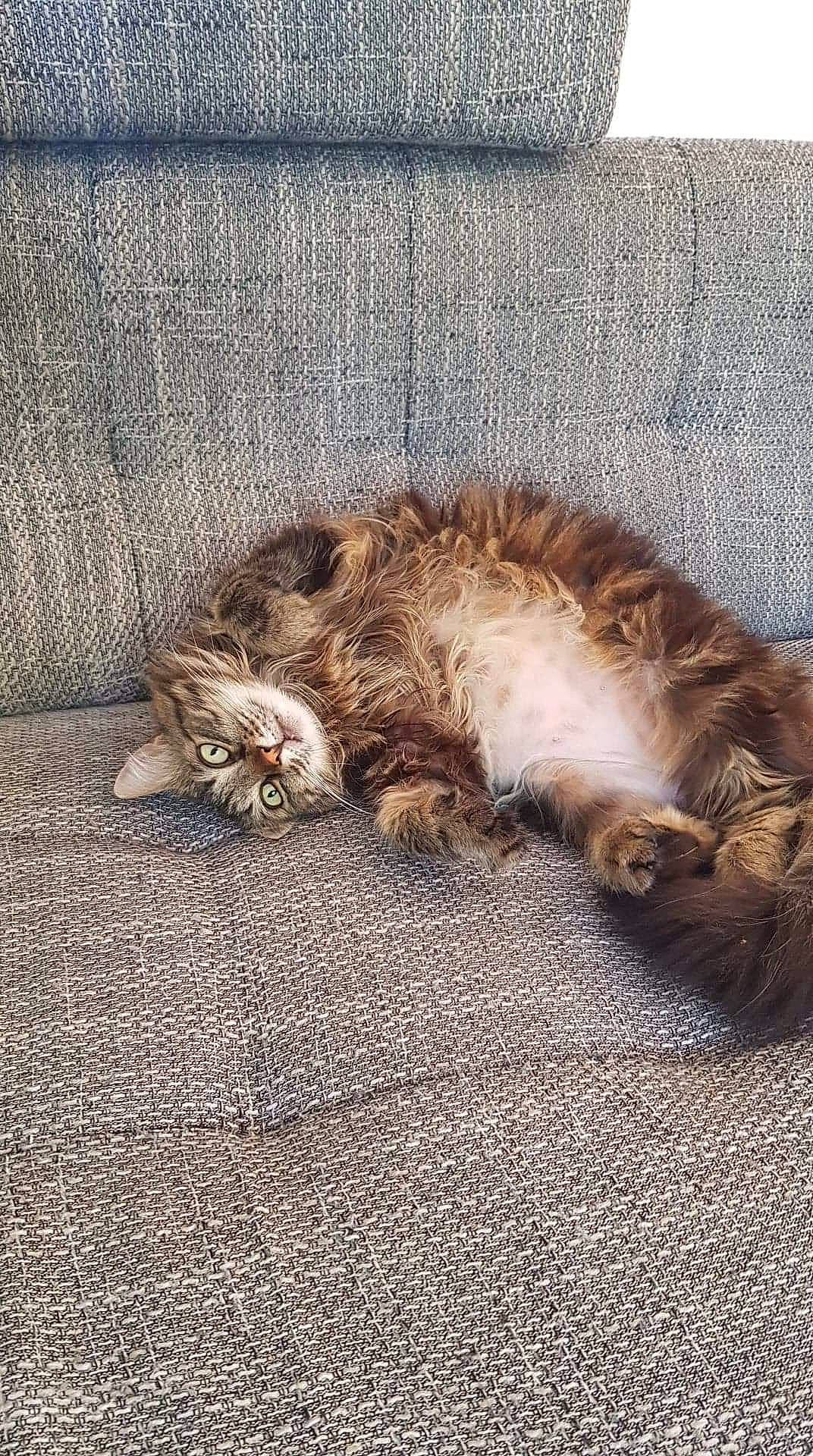 Coockie a rejoint le concours — aidez-le/la à gagner de superbes lots ! british_longhair, canidae, carnivore, cat, claw, comfort, domestic_short_haired_cat, fawn, felidae, flooring, fur, grey, maine_coon, paw, small_to_medium_sized_cats, sporting_group, tail, terrestrial_animal, whiskers, wood