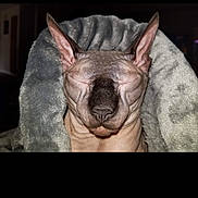 Jason joined the competition — help win amazing prizes! cat, hairless_cat, sphynx_cat, pet, animal, blanket, wrapped, portrait, close_up, face, ears, eyes_closed, indoors, dark_background, phone_screenshot, mobile_album, photography, centered_subject, cozy, funny