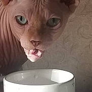 Ramsas joined the competition — help win amazing prizes! cat, sphynx_cat, hairless_cat, animal, pet, face, eyes, ears, whiskers, wrinkles, pink_skin, open_mouth, teeth, water_bowl, drinking, indoor, close_up, portrait, funny_expression, phone_screenshot