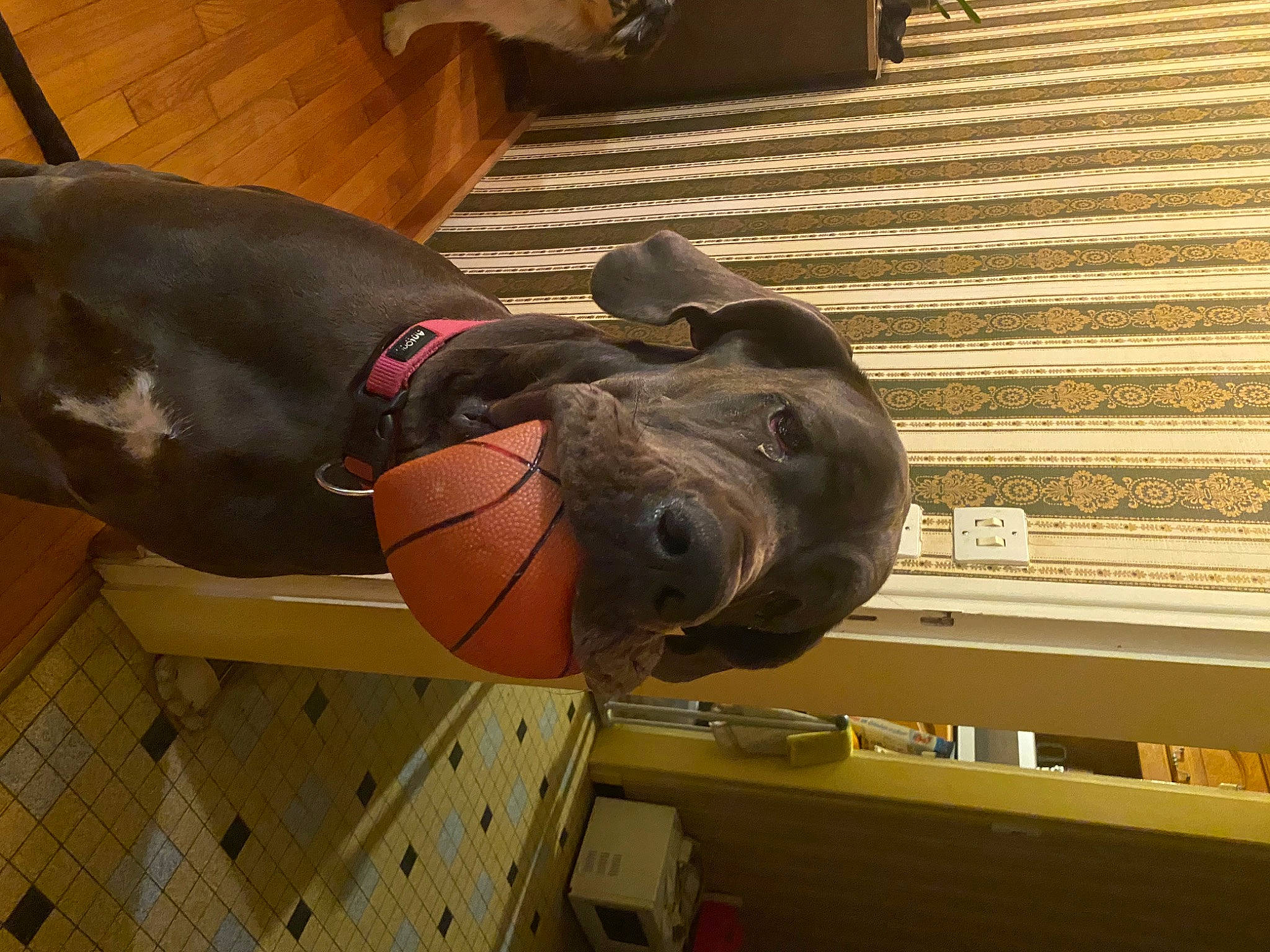 Kana a rejoint le concours — aidez-le/la à gagner de superbes lots ! canidae, carnivore, collar, comfort, dog, dog_breed, dog_collar, dog_supply, fawn, guard_dog, liver, metal, non_sporting_group, personal_protective_equipment, pet_supply, snout, sporting_group, sports_toy, wood, working_animal