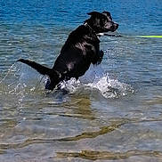 Bagheera participe au concours pour gagner de l'argent avec cette photo : dog, black_dog, swimming, running, splashing, water, lake, shoreline, outdoors, nature, leash, collar, wet, active, playful, action_shot, ripples, waves, reflection, sunlight
