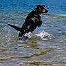 dog, black_dog, swimming, running, splashing, water, lake, shoreline, outdoors, nature, leash, collar, wet, active, playful, action_shot, ripples, waves, reflection, sunlight
