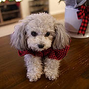 Mocha joined the competition — help win amazing prizes! dog, puppy, poodle, curly_fur, red_sweater, table, wood, indoor, holiday_decor, christmas, ornament, blurred_background, cute, pet, animal, small_dog, fur, black_nose, front_paws, portrait