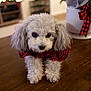 dog, puppy, poodle, curly_fur, red_sweater, table, wood, indoor, holiday_decor, christmas, ornament, blurred_background, cute, pet, animal, small_dog, fur, black_nose, front_paws, portrait