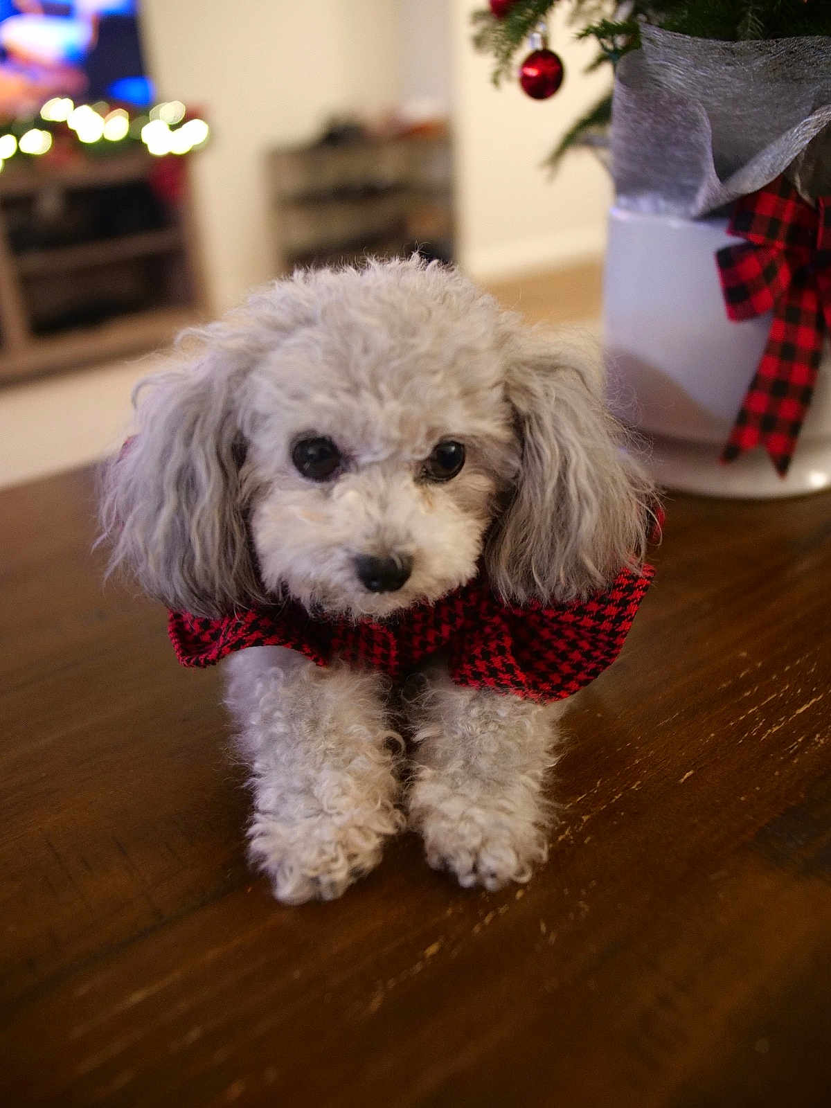 Mocha joined the competition — help win amazing prizes! dog, puppy, poodle, curly_fur, red_sweater, table, wood, indoor, holiday_decor, christmas, ornament, blurred_background, cute, pet, animal, small_dog, fur, black_nose, front_paws, portrait