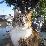 Chi-Chi joined the competition — help win amazing prizes! cat, tabby, tricolor, pet, animal, feline, outdoor, patio, table, glass_table, sunlight, trees, backyard, house, water_bottle, person, closeup, whiskers, sitting, portrait