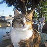 cat, tabby, tricolor, pet, animal, feline, outdoor, patio, table, glass_table, sunlight, trees, backyard, house, water_bottle, person, closeup, whiskers, sitting, portrait