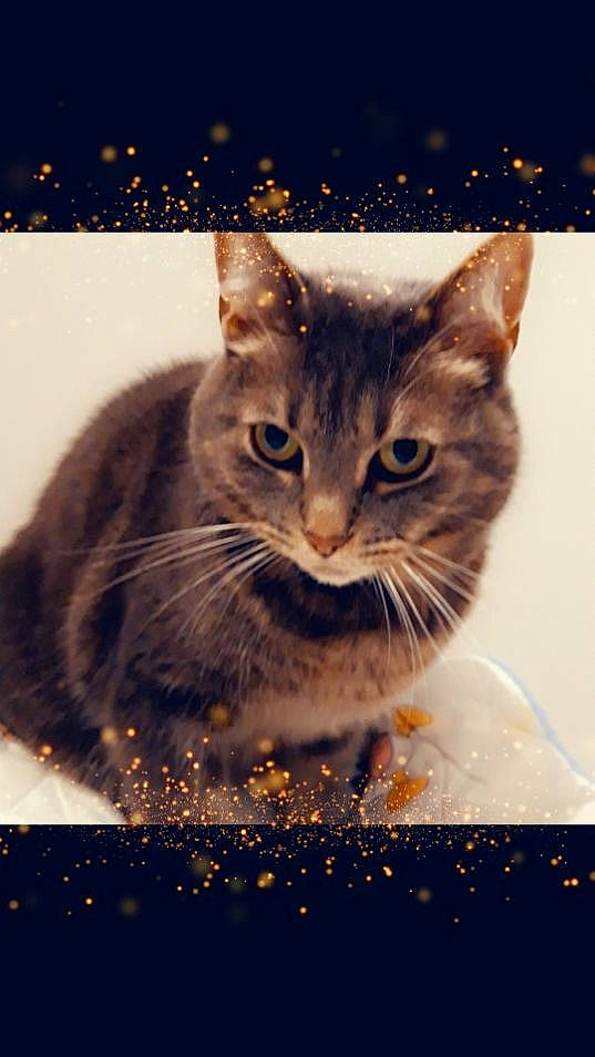 Hugo participe au concours pour gagner de l'argent avec cette photo : carnivore, cat, domestic_short_haired_cat, event, fawn, felidae, fur, happy, holiday, illustration, light, photo_caption, plant, rectangle, small_to_medium_sized_cats, snout, vertebrate, whiskers, wildlife, window