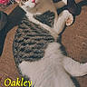 Oakley Shadoe joined the competition — help win amazing prizes! cat, tabby_cat, white_fur, lying_down, floor, curious, pet, indoor, animal, fur, whiskers, ears, pink_nose, relaxed, close_up, text_overlay, brown_floor, box, flower, shadow
