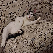 Oakley Shadoe is registered to the contest to win money with this photo: cat, feline, pet, indoor, couch, furniture, relaxed, white, gray, striped, paw, looking, curious, cozy, home, animal, mammal, resting, comfort, cute