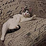 cat, feline, pet, indoor, couch, furniture, relaxed, white, gray, striped, paw, looking, curious, cozy, home, animal, mammal, resting, comfort, cute
